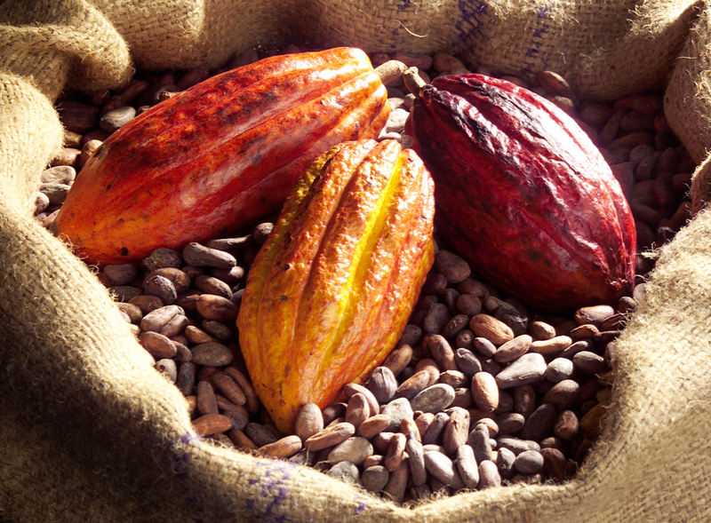 cacao biologique et équitable du Ghana vendu par Ethicgourmand.Fr